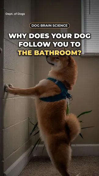 Clip cover: Why does your dog follow you to the bathroom?