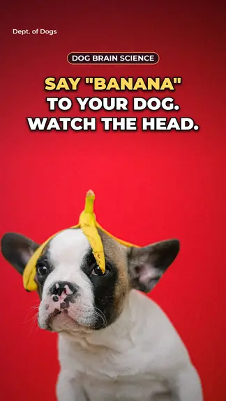 Clip cover: Say "banana" to your dog