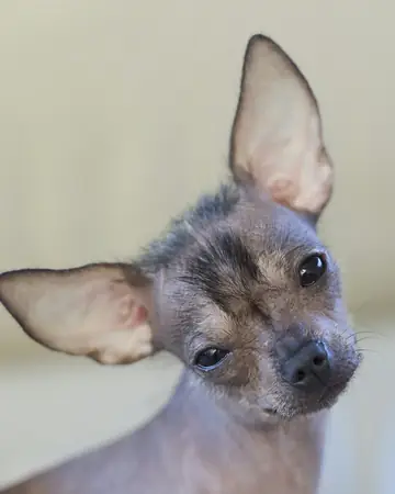 Small dog tilting its head