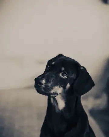 Dog tilting its head