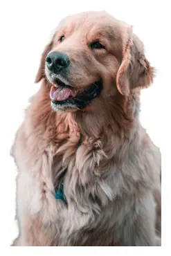 Golden Retriever sticker