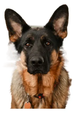 German Shepherd sticker