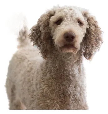Poodle sticker