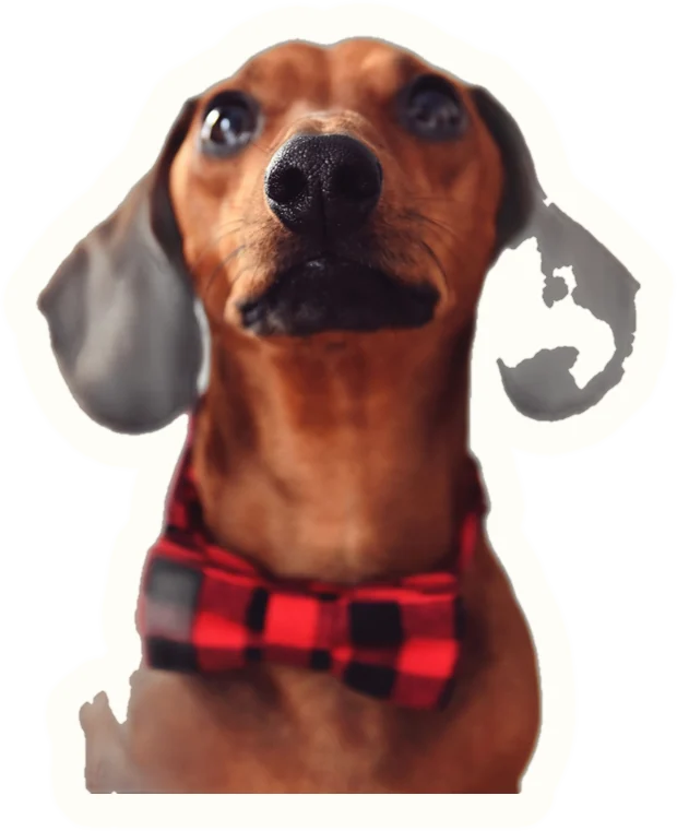 Example sticker: Dachshund