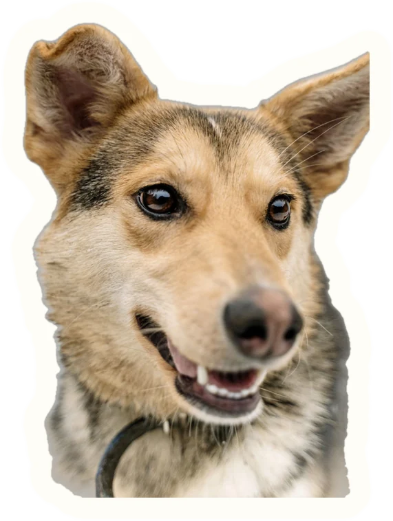 Example sticker: Big ears