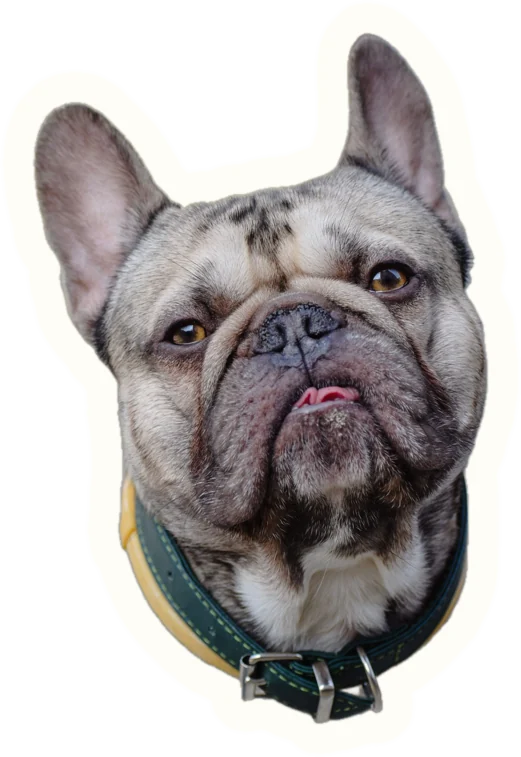 Example sticker: French bulldog