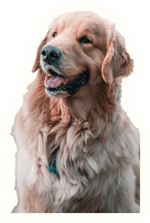 Example sticker: Golden retriever