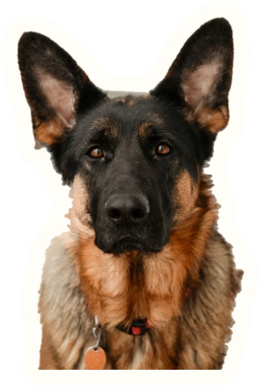 Example sticker: German shepherd