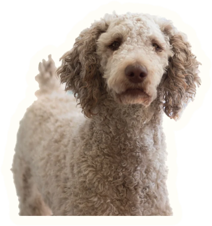 Example sticker: Poodle